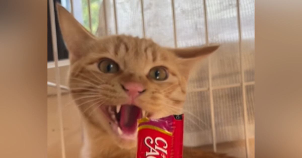 激しく威嚇する保護猫に『おやつ』を差し出してみると…まさかの展開が37万再生の反響「一瞬だけ考えてるｗ」「何度も見ちゃうｗ」と爆笑の声