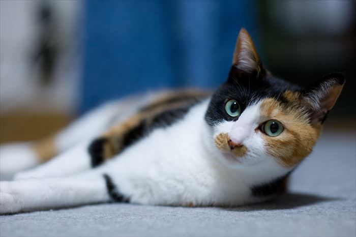 三毛猫の性格について