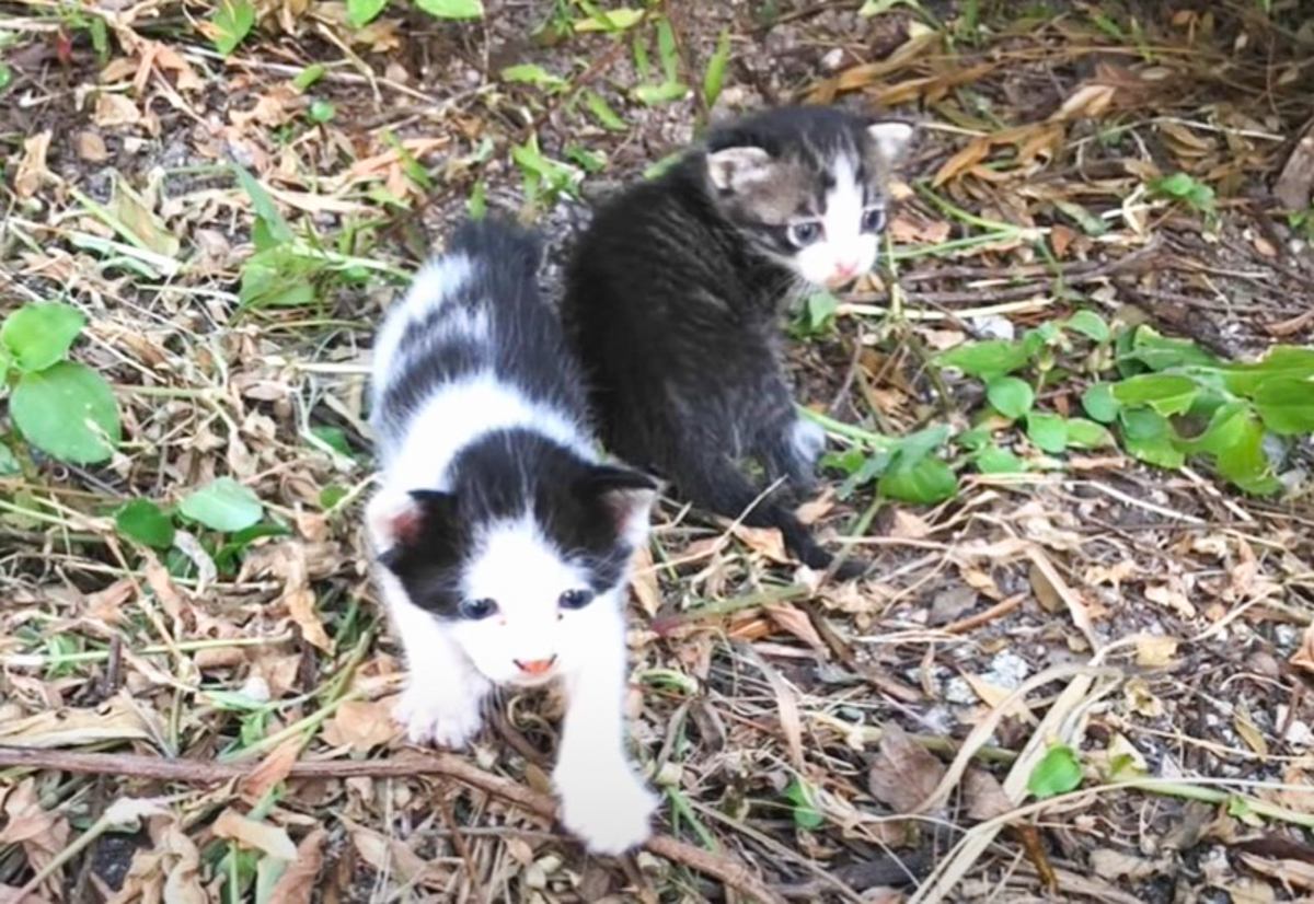 『ママ、どこにいるの？…』母親とはぐれてしまった子猫たちの『２ヶ月間の物語』に感動する人続出「涙が止まらない」「いい話」