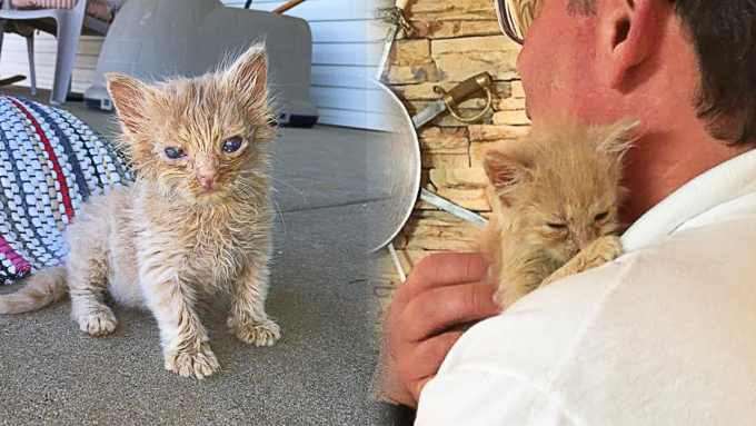 野良猫が連れてきた子猫…託された男性のもとで美猫へ成長！