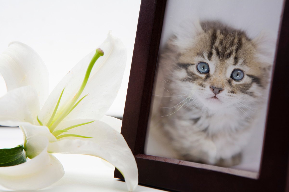亡くした愛猫を“お迎え”したい…猫のための『お盆』にできるつのこと