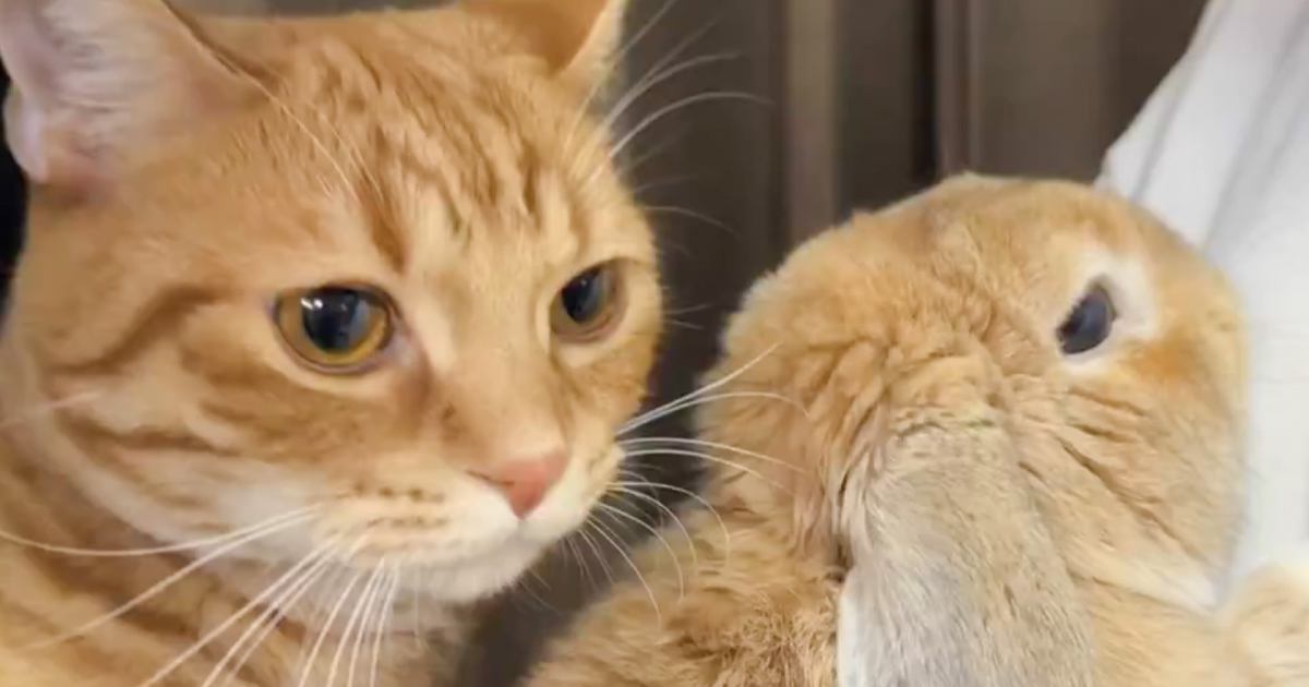 仲がいいうさぎの背後にいる猫が、次の瞬間…あまりにも尊すぎる『まさかの行動』に12万いいね「なんてステキなの」「とっても可愛い」