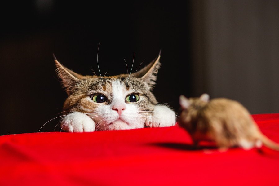 首相官邸で人気の「ネズミ捕り主任猫」が入院⁉　手術を受けるも、経過は良好　英国