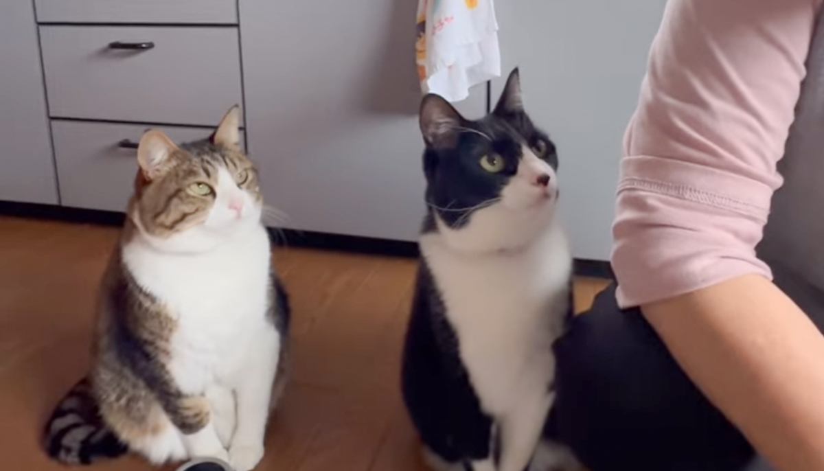 ばあばにご飯のお代わりを"おねだりしにきた兄弟猫"…見事なコンビネーションが凄すぎると43万再生「頭良い」「めっちゃ可愛い」