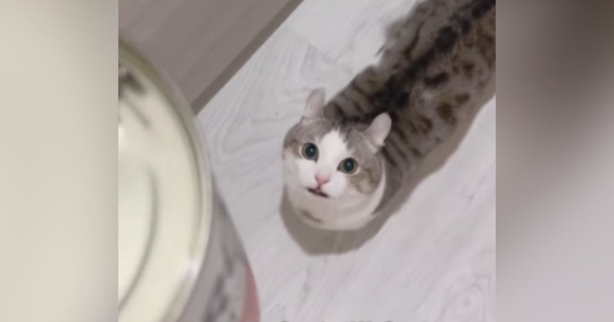 ネコがトマト缶を『猫缶』と勘違いした結果…止まらない『全力アピール』が可愛すぎると123万再生「鳴りやまないｗ」「目の輝きが凄いｗ」