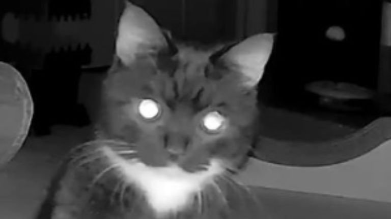 猫、夜は一緒に寝ているのに…『夜中のカメラの様子』を見てみると？→まさかの行動が可愛すぎると160万表示「二足歩行で！？ｗ」「爆笑」
