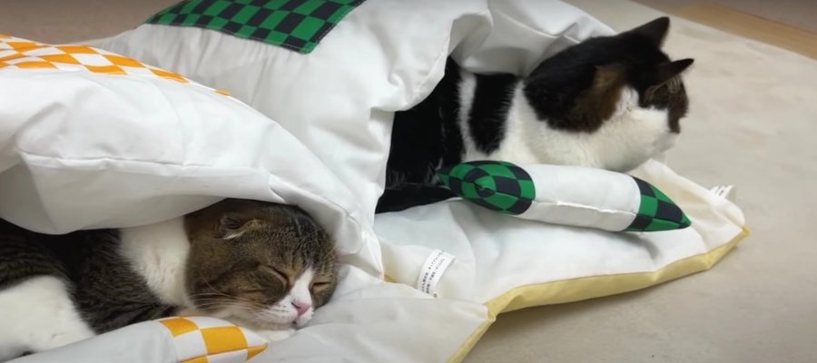 『気持ちいいニャ♪』猫用のお布団を使う親子猫さん