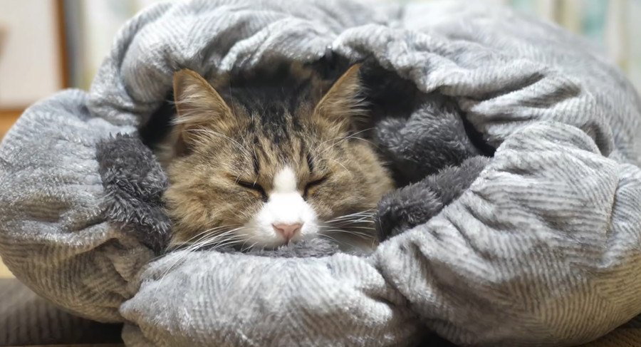 極上クッションに吸い込まれる猫ちゃん、ふみふみが止まらない