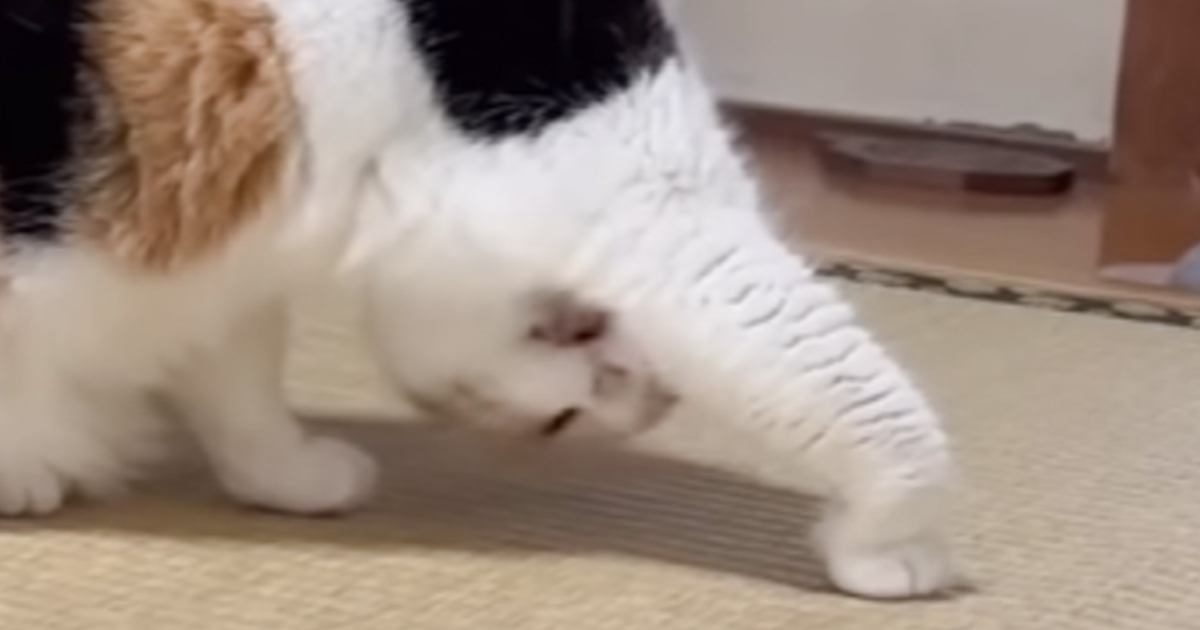 『脇の下を毛づくろいし始めた猫』…まるでヨガのような『独特のポーズ』に笑っちゃう人が続出「吹いちゃった」「初めて見る体勢ｗ」