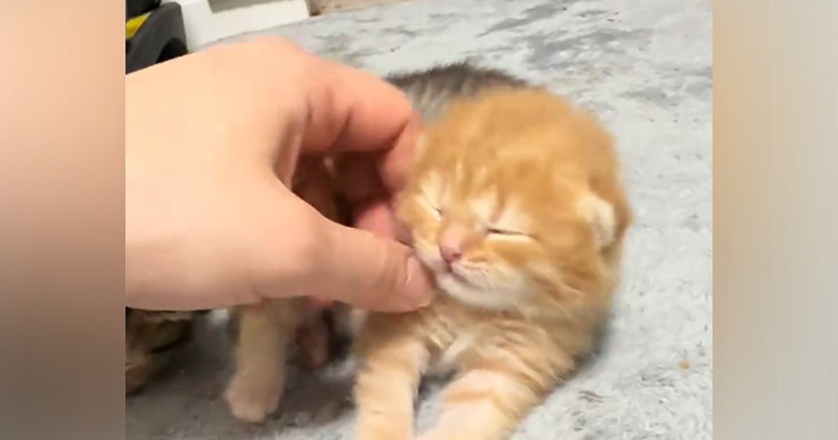 まだ目も開いていなかった赤ちゃん猫→約４か月後…まるで別猫のような『驚きの変化』が26万再生「めっちゃ成長した」「さらに可愛くなった」