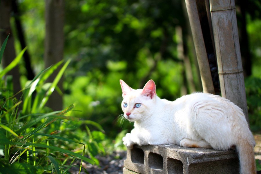 【信じるも信じないも…】猫の俗説３つ