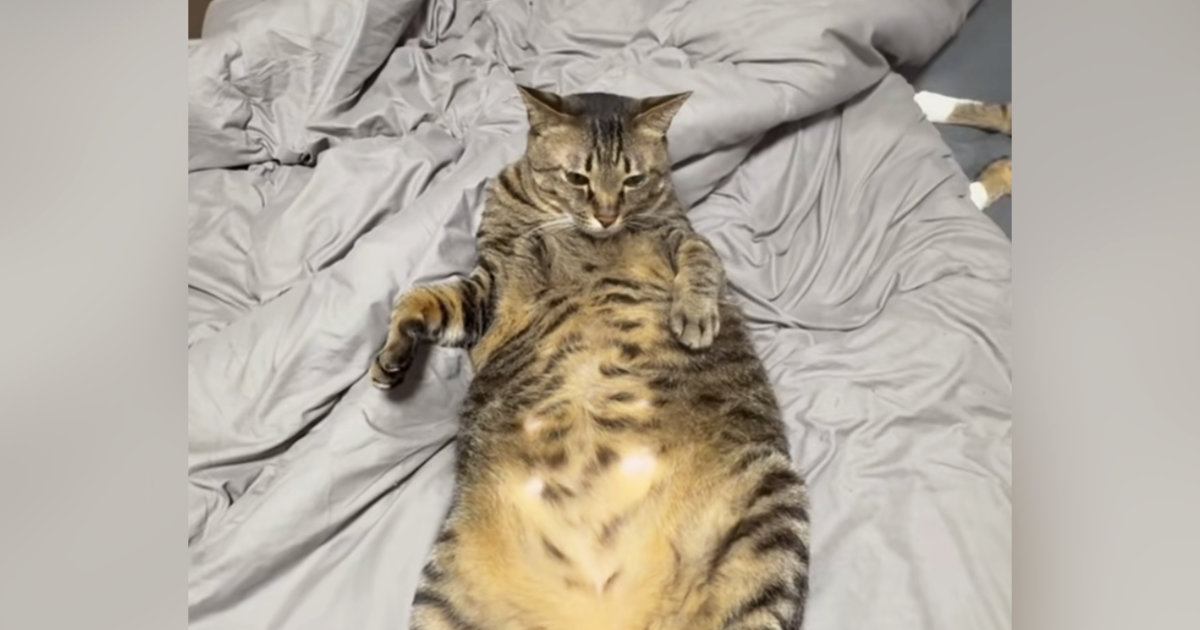 ベッドでくつろぐ猫に『床ドン』してみた結果…想像以上に『ヒロインすぎる反応』が179万再生「キスした後余計にｗ」「ドラマみたいだｗ」