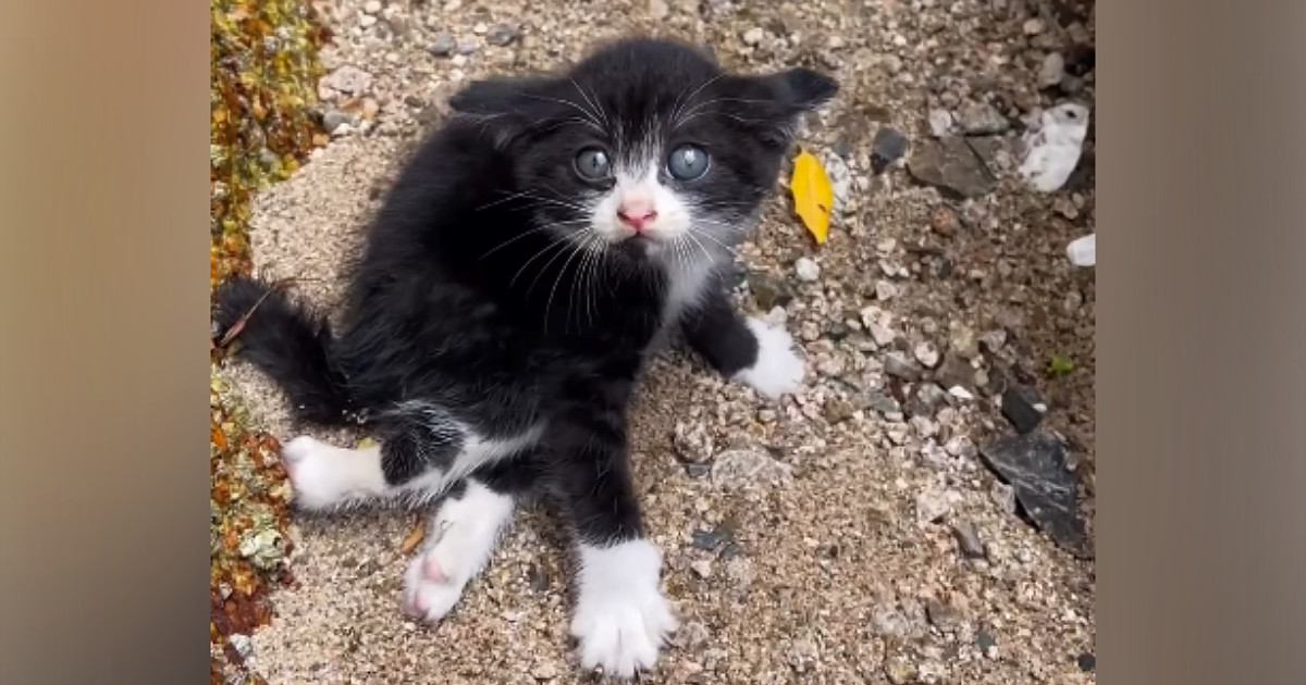 海辺で出逢った"下半身が動かない子猫"…保護された光景に涙が止まらないと1332万再生「命を救ってくれてありがとう」「よく頑張った」