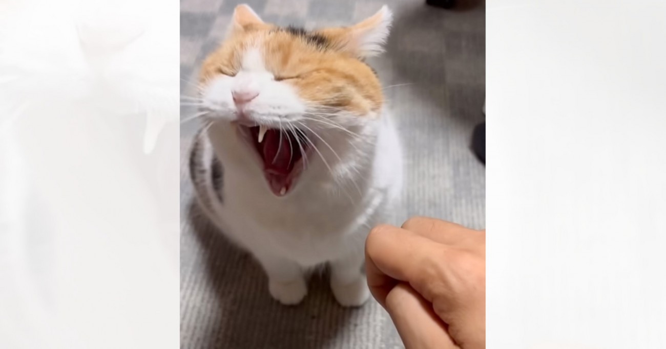 眠そうな猫が夜中に部屋にやって来ると…『可愛すぎるおやすみ報告』が250万再生の反響「子供だと思われてる説」「退場まで完璧すぎる」