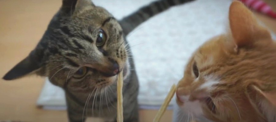 歯磨き効果アリの美味しいおやつに猫ちゃん大喜び♪