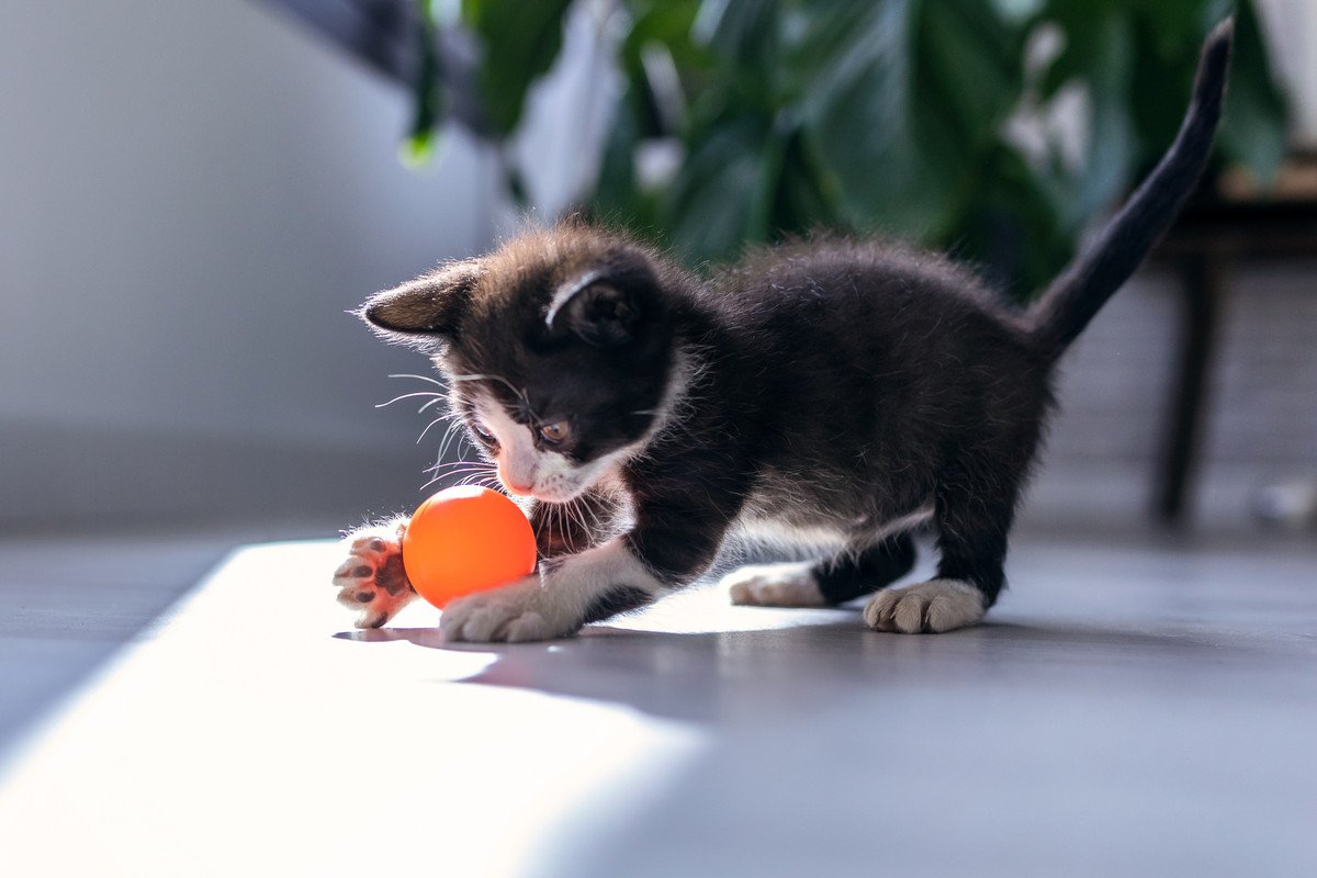 猫が夢中で遊んでくれる『ボール』3つの特徴　選び方から遊ぶときのコツまでご紹介