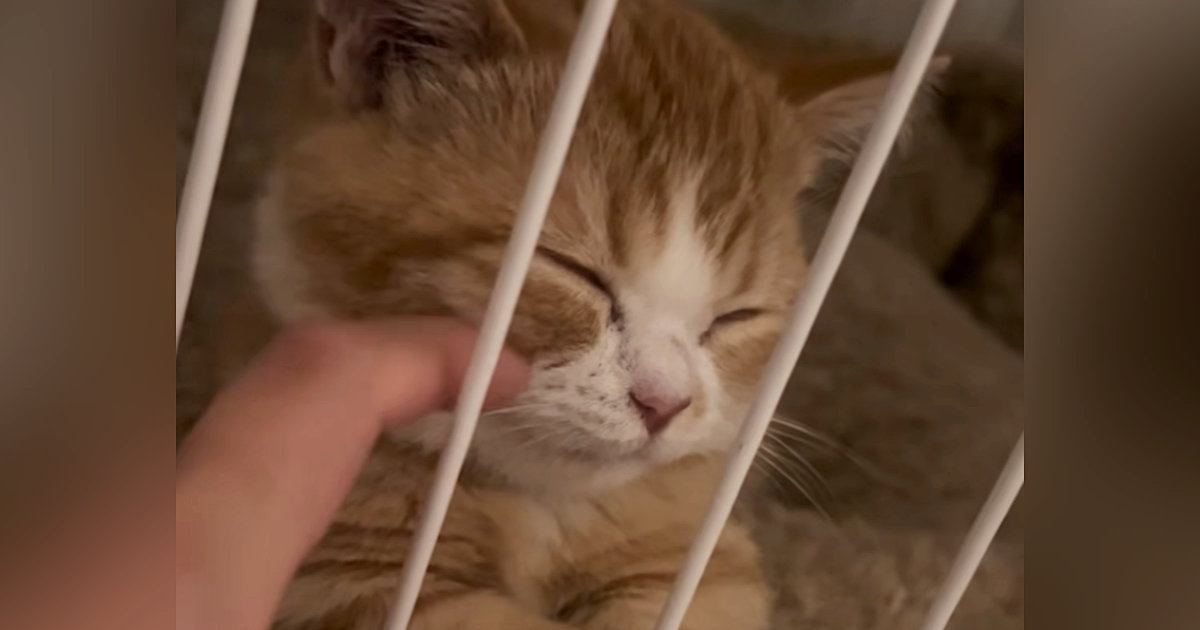 寝るときはケージの中が好きな子猫→隣に行って"なでてみる"と…『たまらない光景』が45万再生「なんか涙が出てきた」「一瞬で癒された」