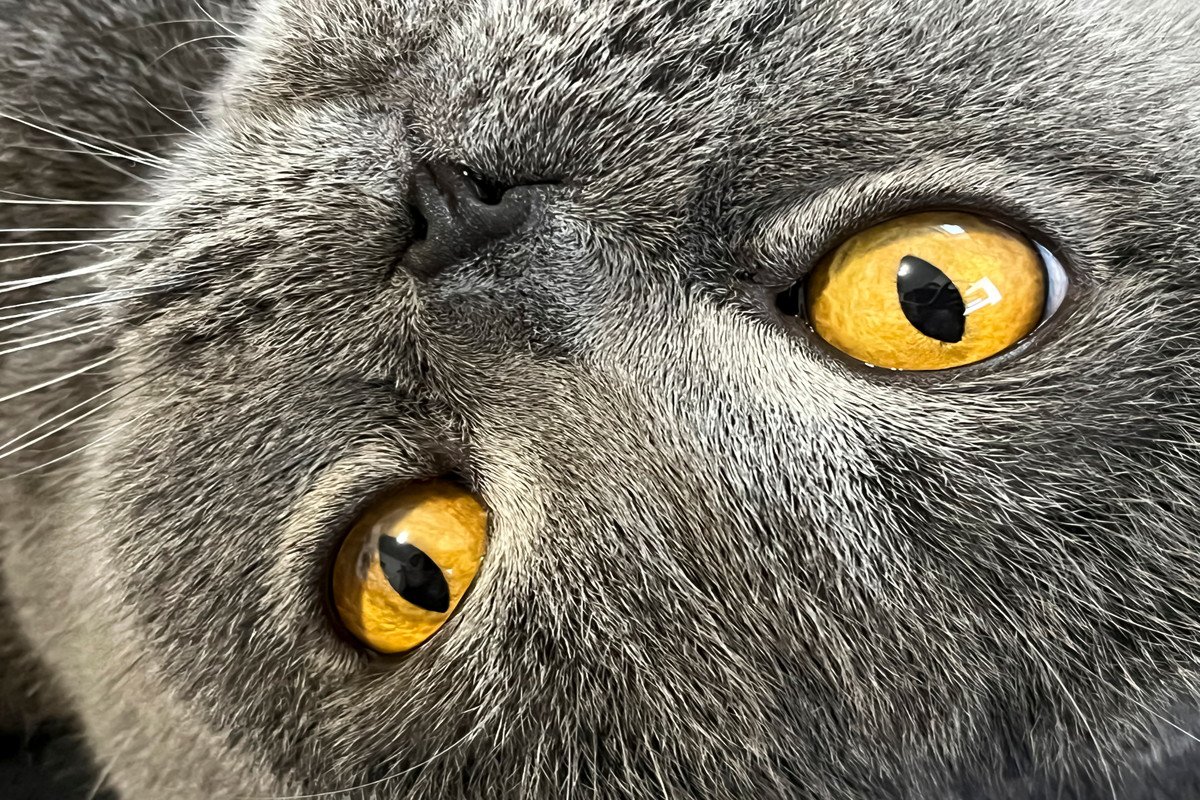 猫と人の違いはこんなところにも！『人にあって猫にはない体の部位』6選