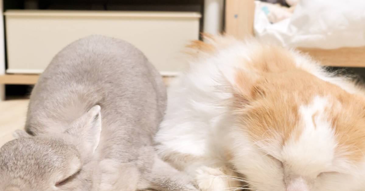 ぴったり寄り添ってお昼寝するウサギと猫→2匹の『おてて』を見てみたら…泣けるほど可愛い瞬間が155万表示「まさに尊い」「守りたい」