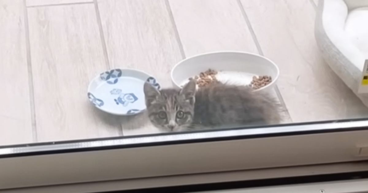 裏庭に現れた『ひとりぼっちの小さな子猫』を保護した結果…8か月間の軌跡と『現在の様子』に感動「幸せな気分になった」「運命的な出会い」