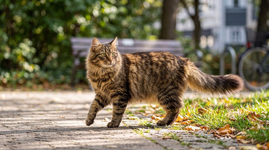 「英国でもっとも活動的な猫」は、月に33キロも歩く！　GPS追跡記録から、猫たちの移動距離が判明