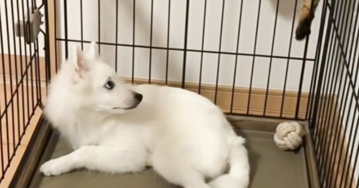 ネコが子犬を遊びに誘おうとして…犬を困惑させた『衝撃の行動』が115万再生「なにしとるねんって思ってそうｗ」「声出たｗ」と爆笑する人が続出