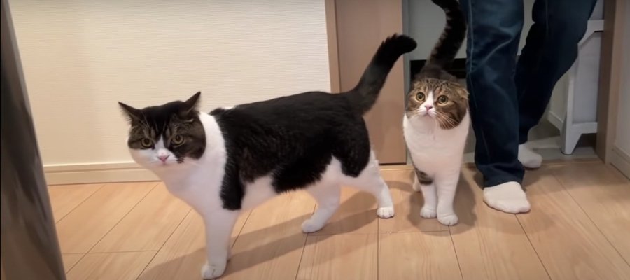 ママさんの帰宅がうれしすぎる親子猫ちゃん！