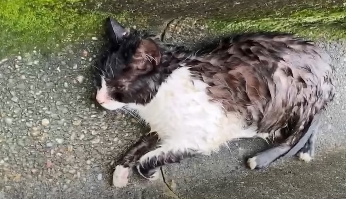 雨の降る中、『排水溝で行き倒れていた猫』を救出…保護から『9ヶ月後』の変化に「涙なしには見られない」「感動でいっぱいに」と22万再生