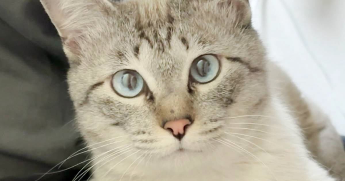 猫がうちに来て"約2週間"…ついに迎えた『感動の瞬間』が素敵すぎると4万いいね「記念日だね」「おめでとう」と祝福の声が続出