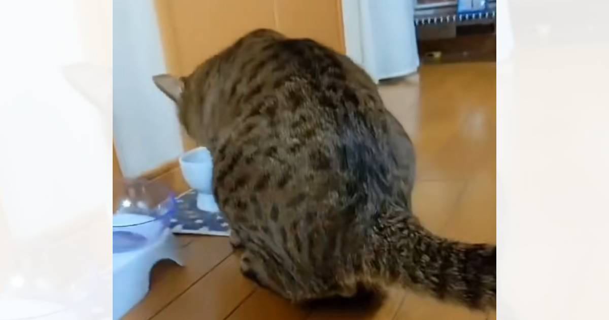 飼い主さんが猫を撮影しようと『声をかけた』次の瞬間…コントのような『まさかのやり取り』が53万再生「ツッコミが良いｗ」「飲み方が天才ｗ」