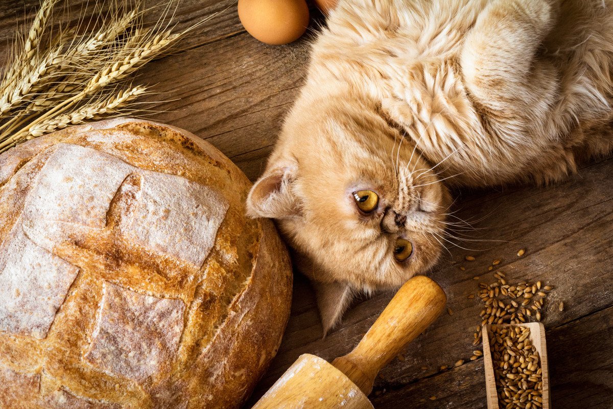 猫に『パン』はあげちゃダメ！危険と言われる4つの理由と、パンに含まれる猫には有害な成分を解説