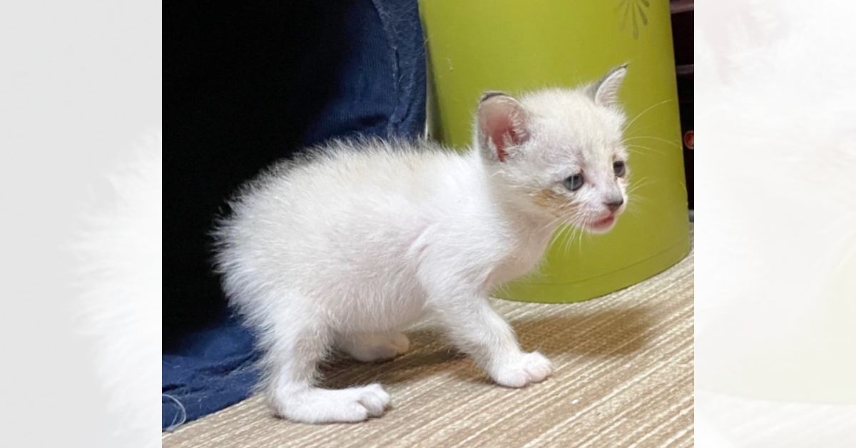 ぴえん顔の赤ちゃん猫→『4年後』になると……「しっかり面影がある」「気絶するほどかわいい」ビフォーアフターに1万いいねの反響