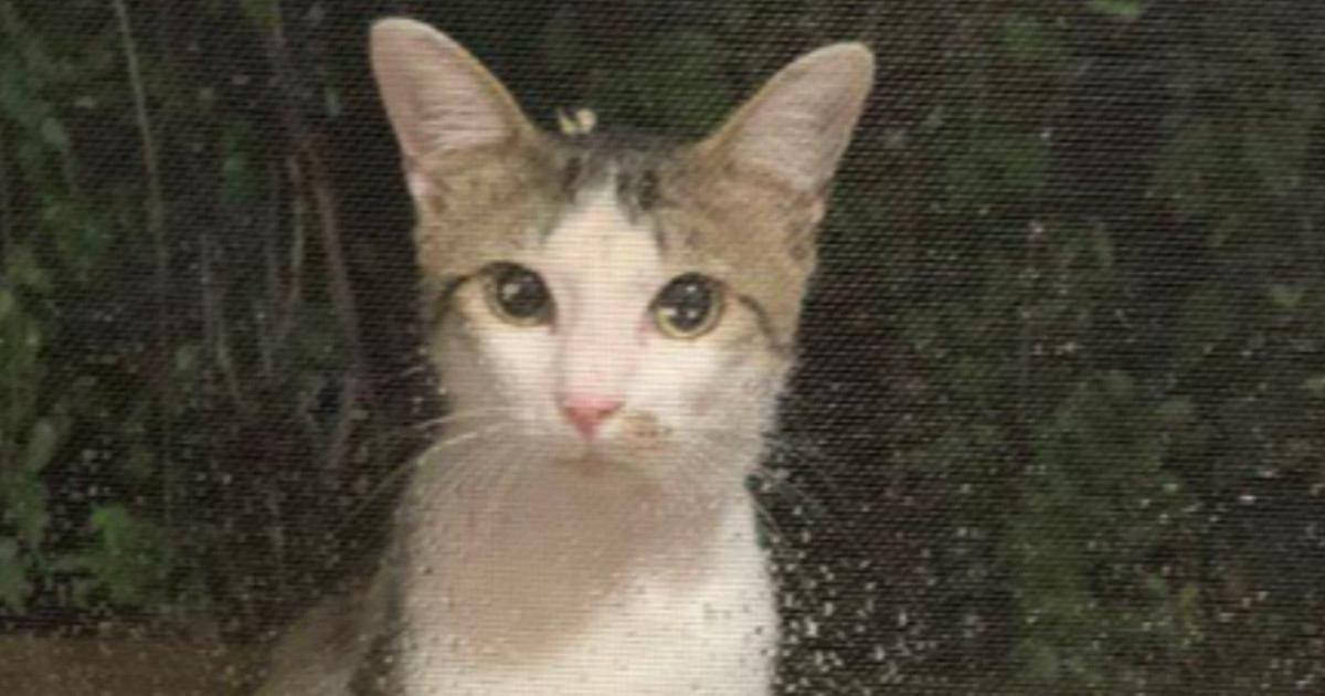 やせ細った姿で現れた野良猫を保護したら…驚くほど変化した『現在の様子』に「何度も見比べてしまったｗ」「二度美味しい」の声