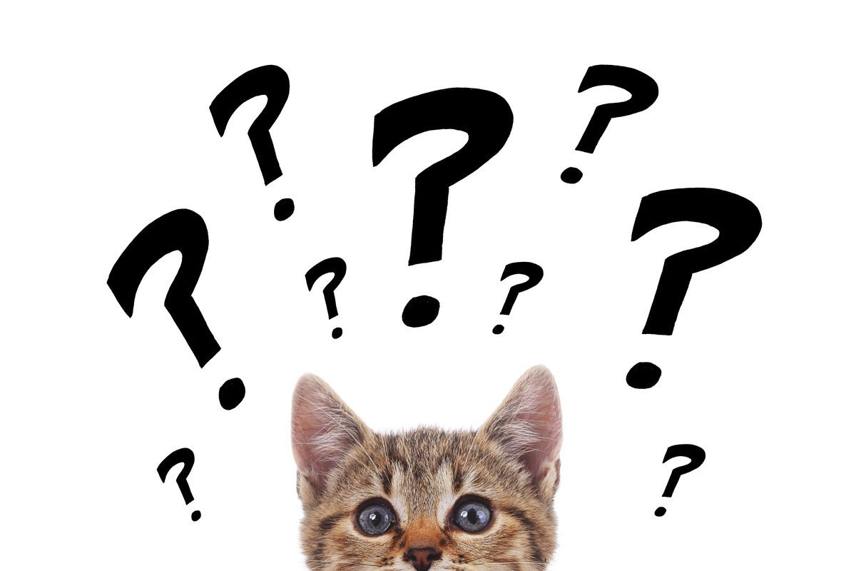 猫にまつわる難しい『カタカナ用語』3つ あなたはいくつ分かりますか?