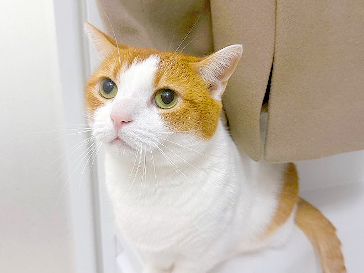 『猫の毛を取ったコート』をお風呂場にかけた結果→出かける前に見てみると…『まさかの光景』が116万表示「振り出しに戻っちゃったねｗ」