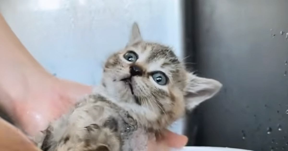体が汚れていた保護子猫→『初めてのシャンプー』をしてみると……可愛すぎる光景に「最高だねｗ」「きれいになって良かったｗ」と反響
