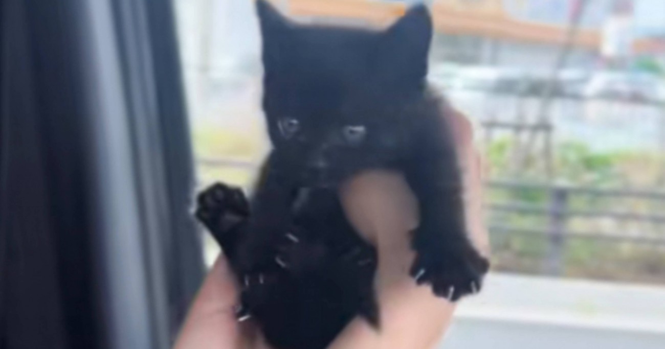 『子猫の声がする』と1本の電話→心配になり急いで向かった結果…"胸が熱くなる光景"に反響「嗚咽が止まらない」「心にしみる」と感動の声