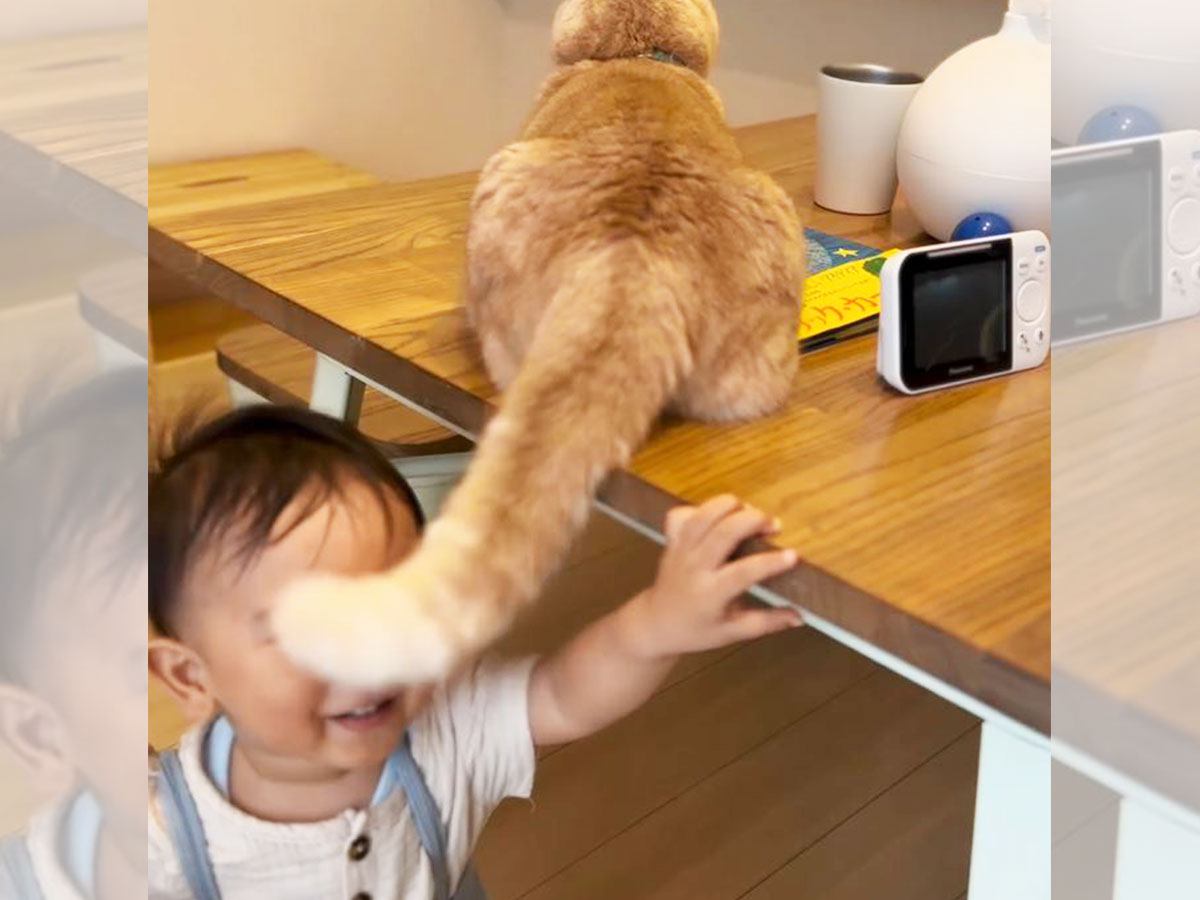 猫に『1歳の息子の子守り』を任せた結果…まさかの光景が尊すぎると3万6000再生「可愛いの大渋滞」「遊んであげてるｗ」「ほのぼの」