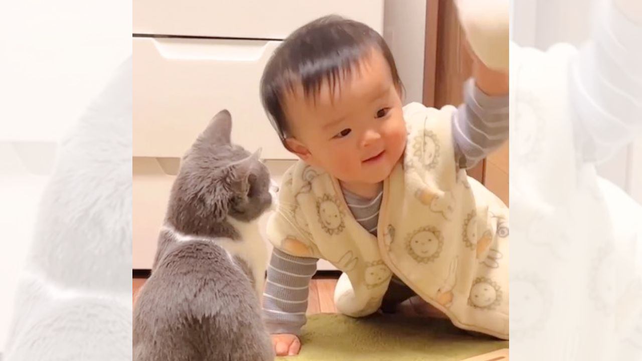 お互い0歳だった猫と赤ちゃん…成長した『2人の姿』が微笑ましすぎると88万再生「可愛すぎて声でた」「心の底から癒し」