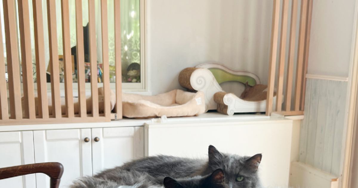 エアコンの風が一番当たるテーブルの上を見たら、『猫たち』が…まさかの『可愛すぎる光景』に反響「密集ぶりがたまらないｗ」「井戸端会議」