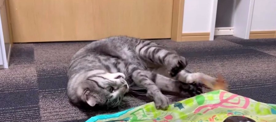 電動おもちゃが高速回転！無我夢中でじゃれる猫さんたちにご注目