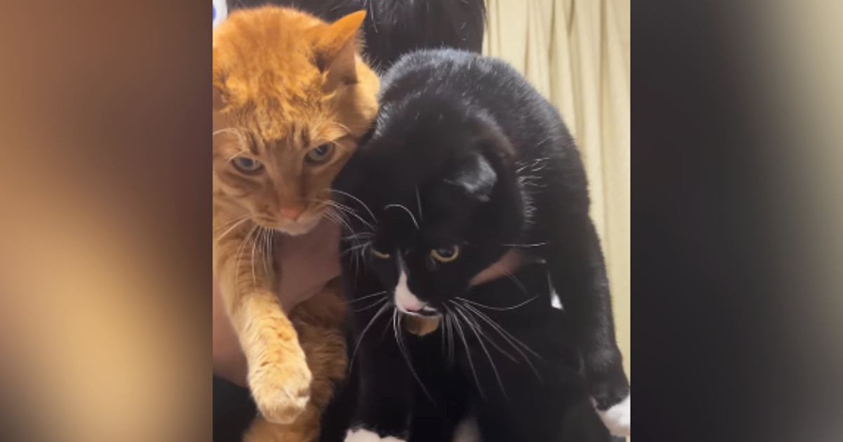 帰宅したお兄ちゃん→『2匹の猫』を抱っこすると……ほっこりする『ただいまの光景』に反響「嫌がってないｗ」「大好きなんだね」