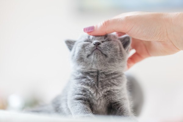 可愛がられて飼われている猫の特徴6つ