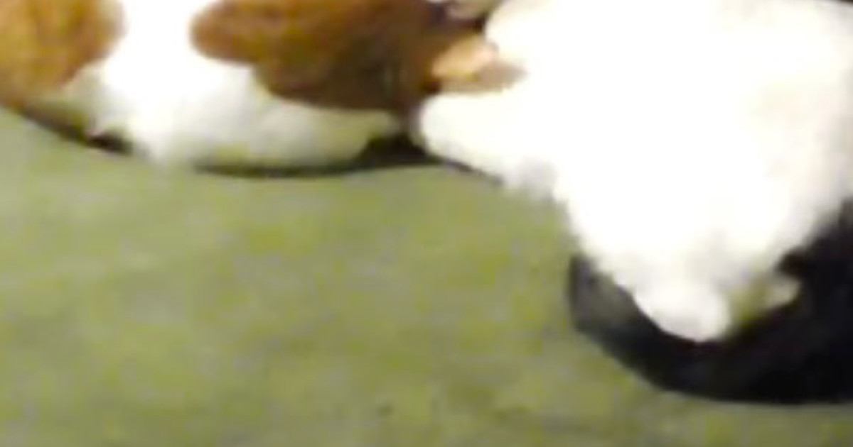 見守りカメラから『留守番中の2匹の猫』を見てみたら…あまりにも尊すぎる瞬間に1万9000いいね「帰りたくなっちゃうね」「泣けるほど可愛い」