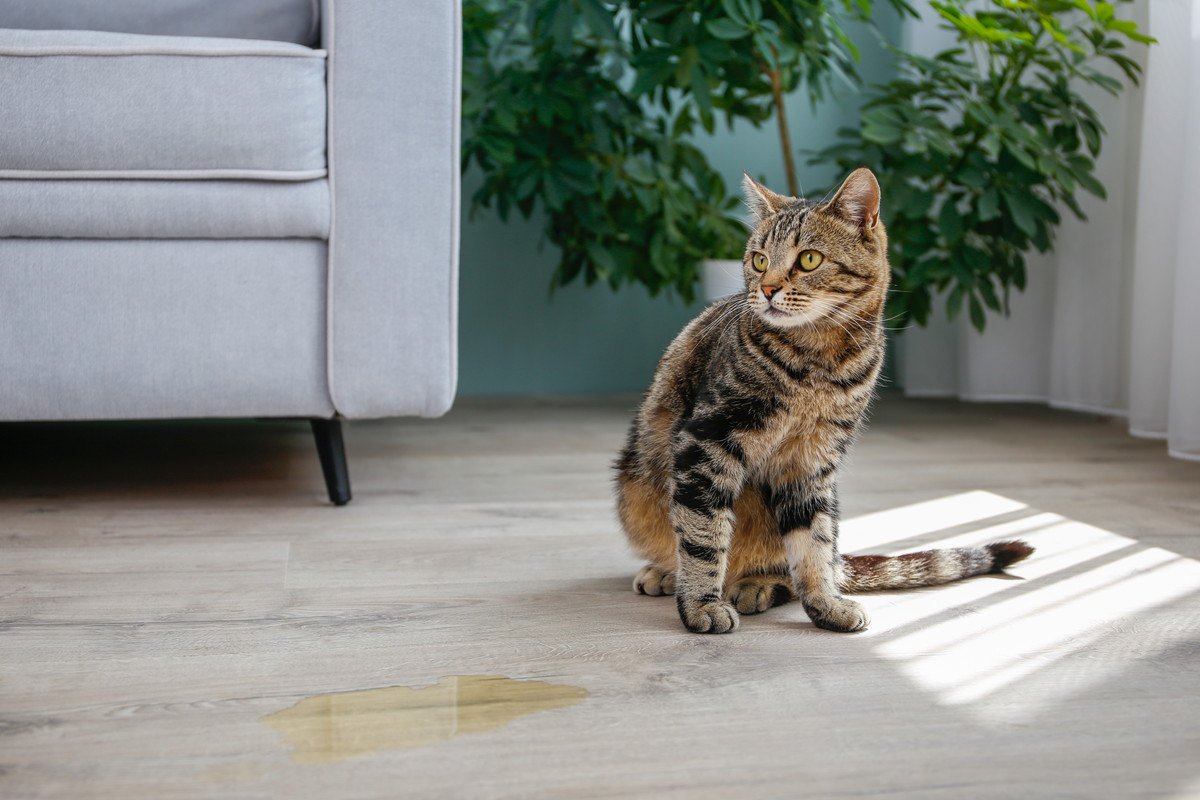猫が『スプレー行為』をしてしまう理由3つ　困った行動への対処法も解説