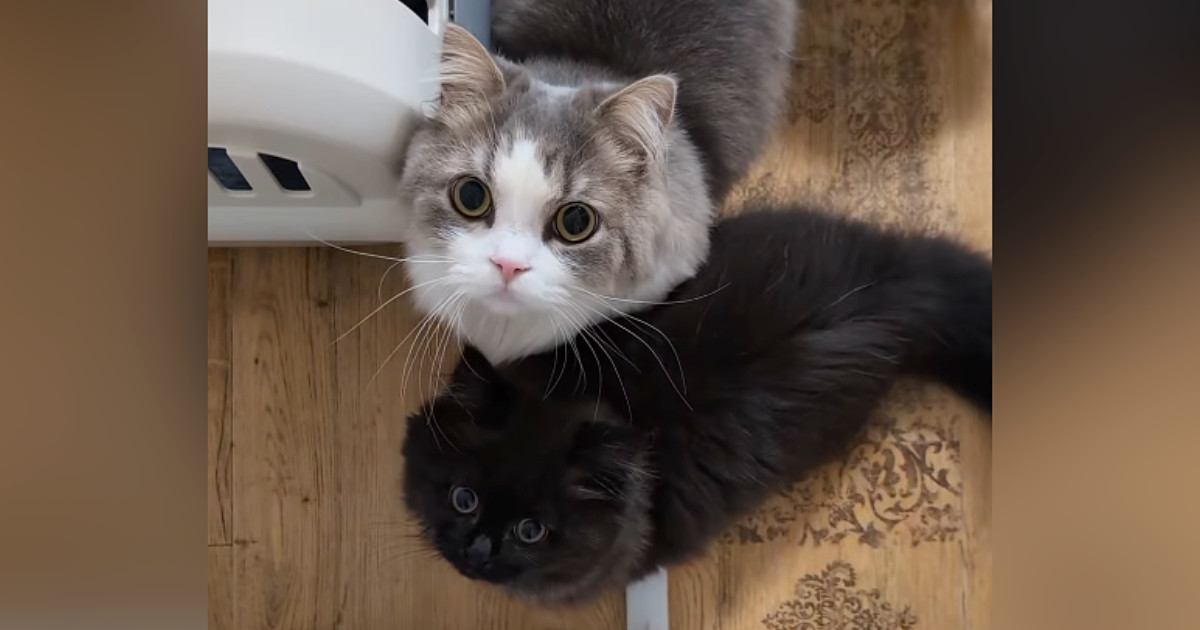 ママがお風呂に入ろうとしたら、2匹の猫が駆け寄ってきて…可愛すぎる『全力アピール』に「好きな気持ちが溢れてる」「犬みたい」と反響