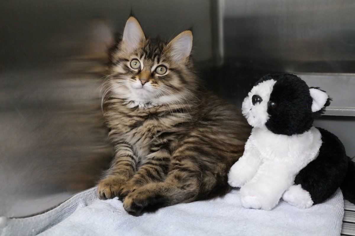 猫の『入院が必要』になる5つのケース　準備する物はある？事前に知っておくべきことも