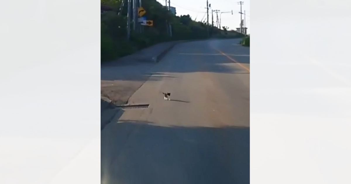 車の運転中、突然『目の前に飛び出してきた子猫』→慌てて停めると、まさかの行動に…『感動の展開』が173万再生「とっても素敵」「泣いた」