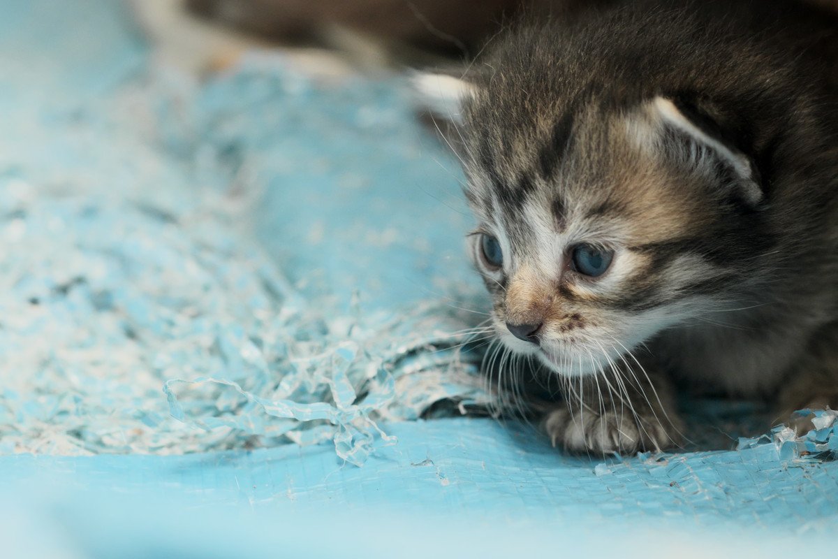 猫が『誤飲・誤食』しやすいものTOP5　それぞれで異なる対策とは