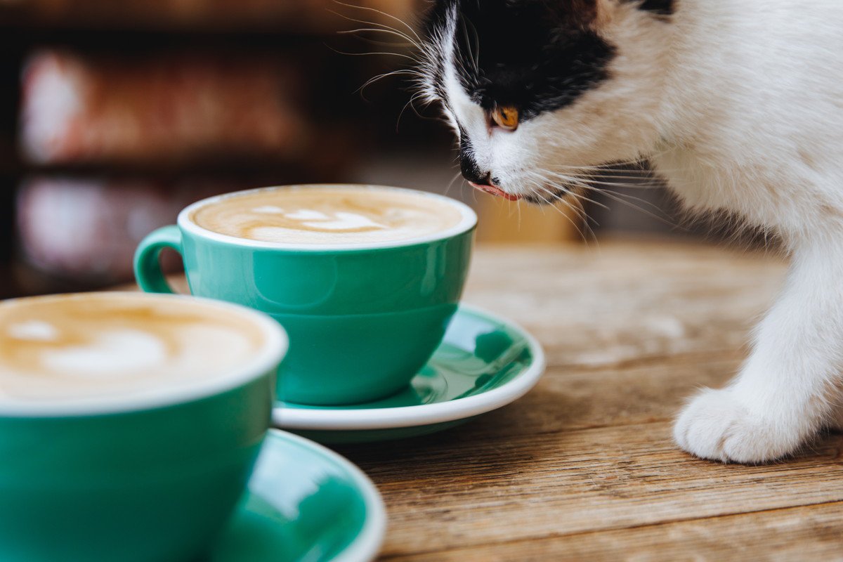 猫が決して口にしてはいけない『危険すぎる飲み物』8つ　安全な飲み物もあわせて紹介